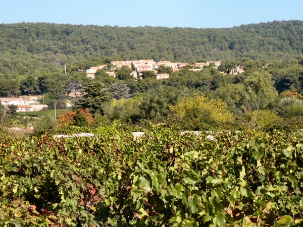 Vineyard near Cassis