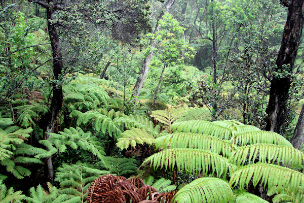 Rain Forest on Kilauea