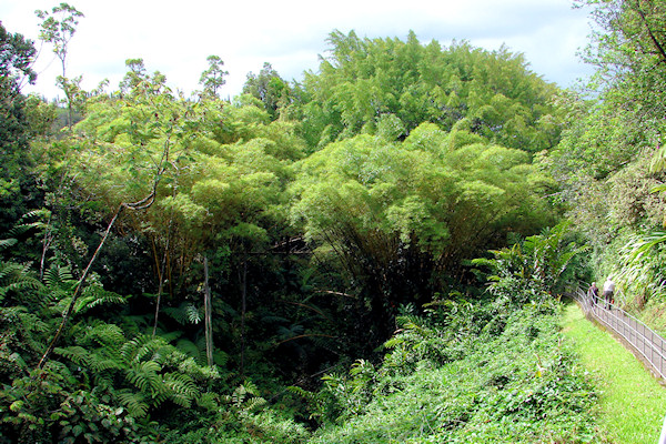 Rain Forest near 'Akaka Falls
