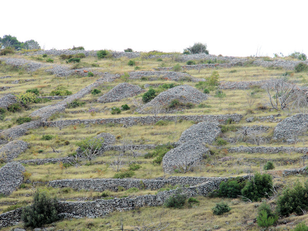 Ancient Stone Fences