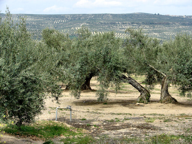 Olives growing near Baeza