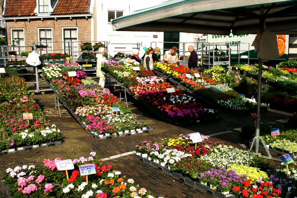Flowers at Zutphen Market